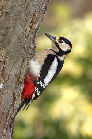 Great Spotted woodpecker (dendrocopos major) - male