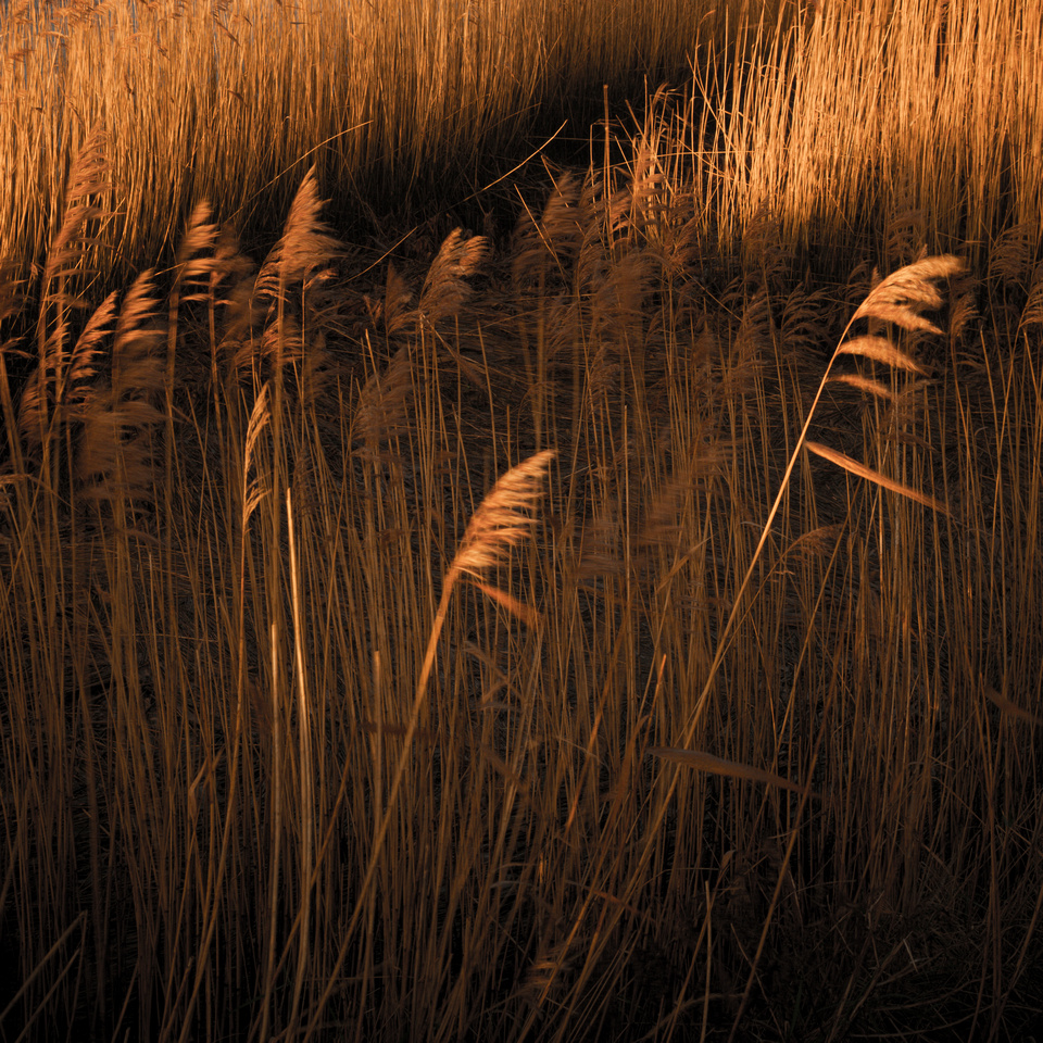 Reed beds - River Alde, Suffolk