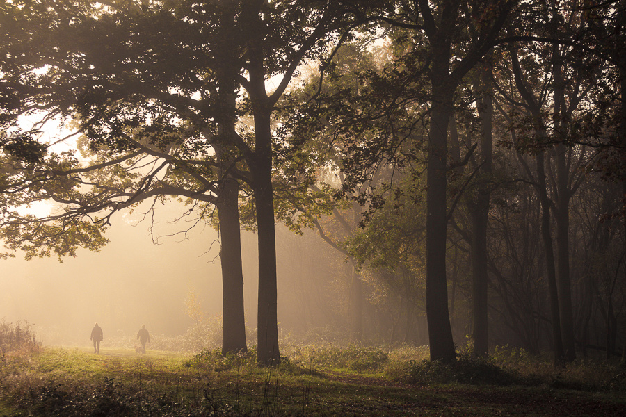 A couple walking their dog on a misty morning in Hatfield Forest