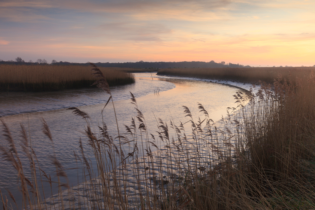 Reeds by the River Alde, Suffolk