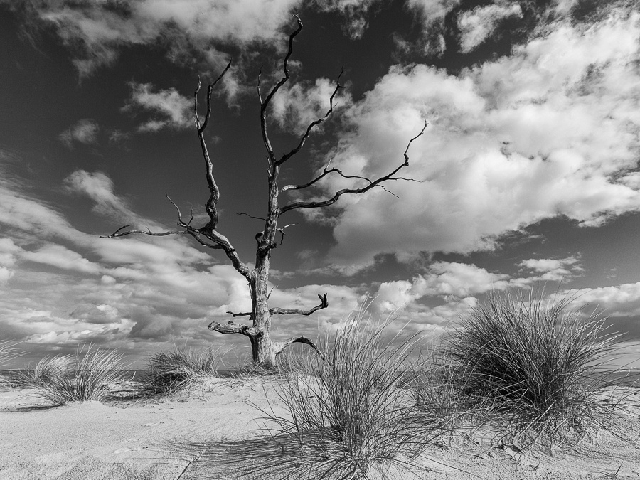 Mono image of a dead tree on Covehithe Beach, Suffolk