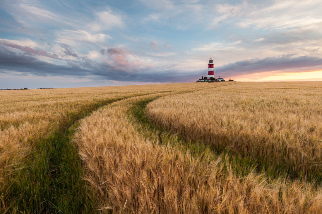 Happisburgh lighthouse , Norfolk in a field of barley at sunset